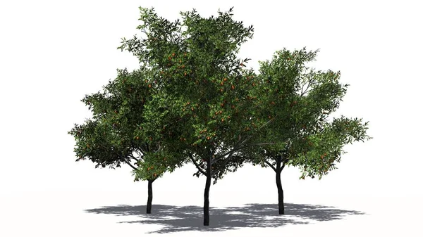 Árvore Pêssego Com Frutas Fundo Branco — Fotografia de Stock