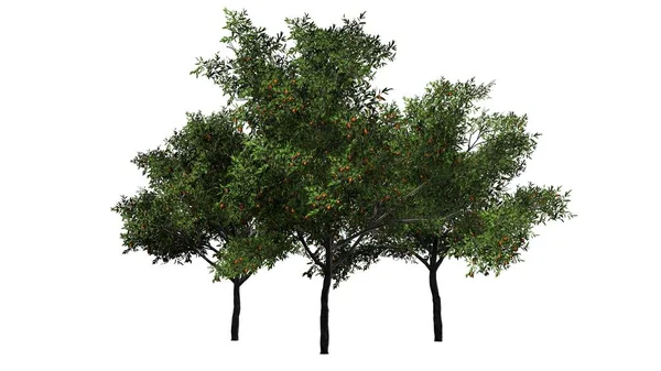 Персикове Дерево Фруктами Білому Тлі — стокове фото