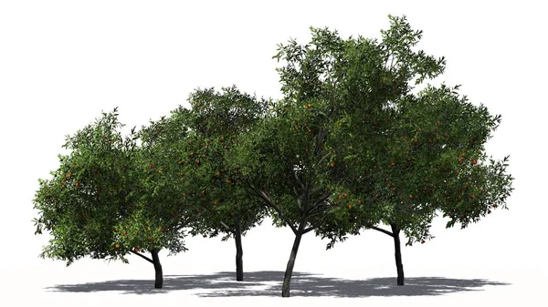 白い背景に果実のある桃の木 — ストック写真
