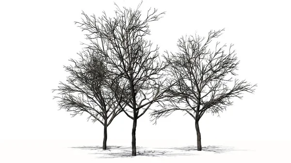 白い背景に冬の桃の木 — ストック写真