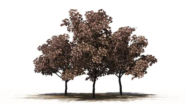 Beyaz Arka Planda Çiçekli Şeftali Ağacı — Stok fotoğraf