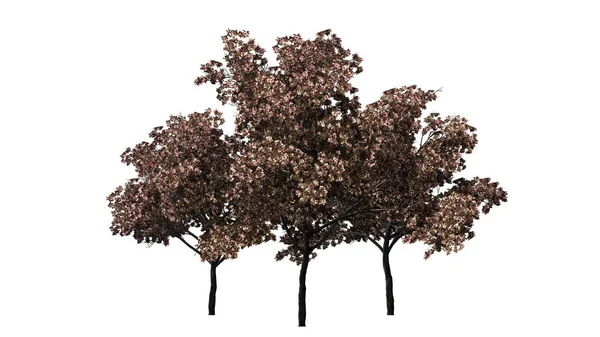 Beyaz Arka Planda Çiçekli Şeftali Ağacı — Stok fotoğraf