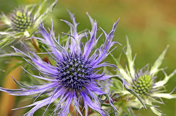 Eryngium Alpinum Eryngium Alpinum — Stock Fotó