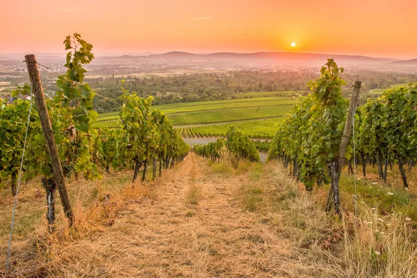 Vignobles Campagne Agriculture Plantes — Photo