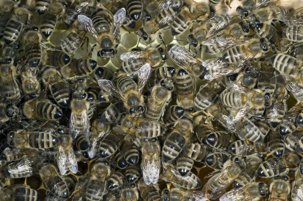 Pszczoły Plastrze Miodu — Zdjęcie stockowe