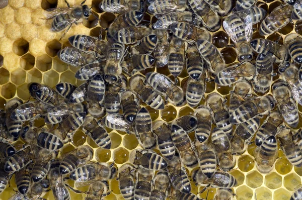 Primer Plano Las Abejas Panal —  Fotos de Stock