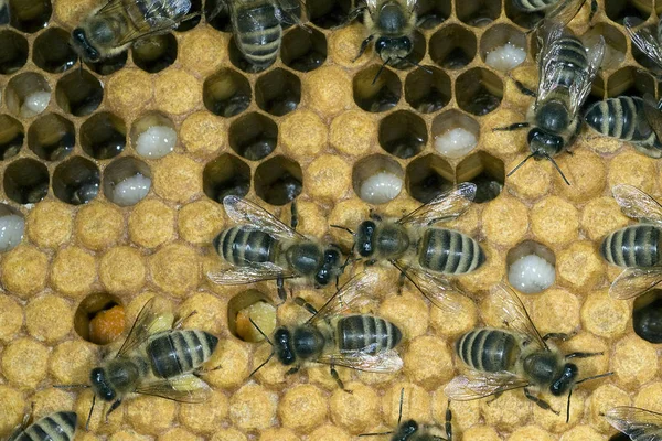 蜂房蜂窝上的蜜蜂 — 图库照片