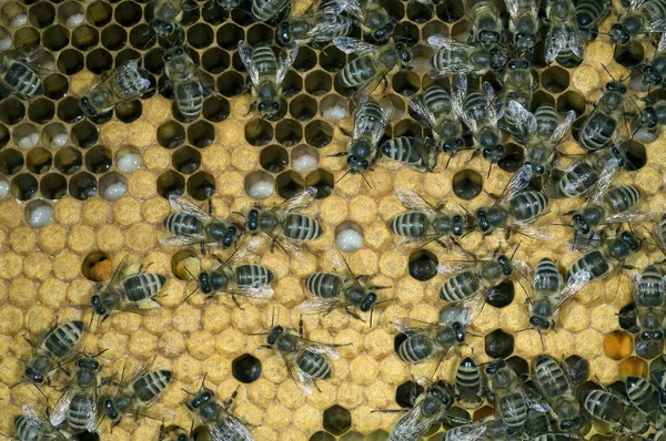 Bienen Auf Bienenwaben Bienenhaus — Stockfoto