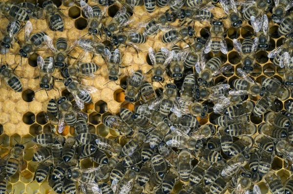 Pszczoły Plastrze Miodu Pasiece — Zdjęcie stockowe