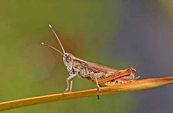 Ruvida Cavalletta Gomphocerus Rufus — Foto Stock