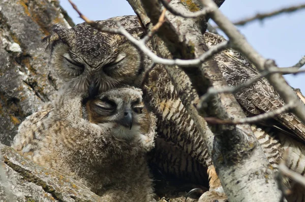 Unga Owlet Groomed Mamma — Stockfoto