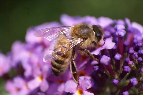 Eine Biene Ernährt Sich Vom Nektar Des Sommerflieders — Stockfoto