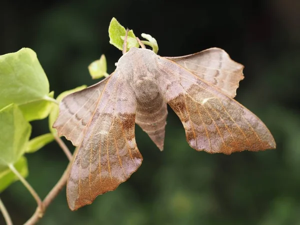 Poplar Swarmers Moths — Fotografia de Stock