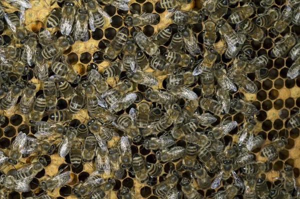 Abejas Panal Colmenar —  Fotos de Stock