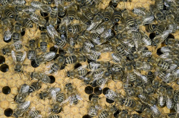 Abejas Panal Colmenar —  Fotos de Stock