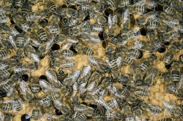 Bienen Auf Waben Auf Dem Markt — Stockfoto