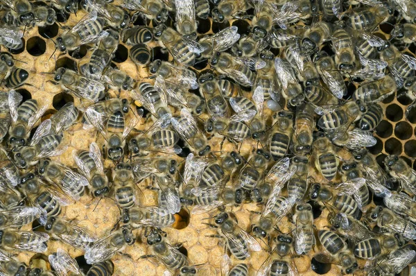 蜂房蜂窝上的蜜蜂 — 图库照片