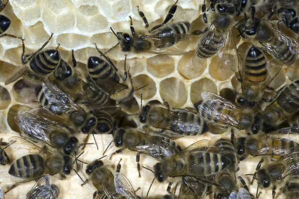 Abejas Panal Colmenar —  Fotos de Stock