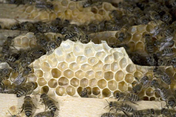 Zbliżenie Pszczół Pasiece — Zdjęcie stockowe