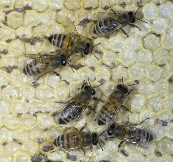 Bienen Auf Bienenwaben Bienenhaus — Stockfoto