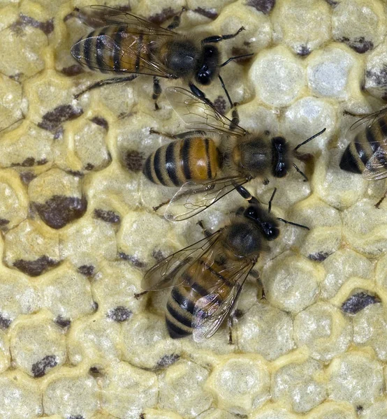 ミツバチは蜂の巣の上で — ストック写真