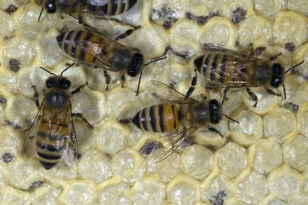 ミツバチは蜂の巣の上で — ストック写真