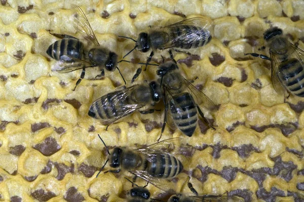 Bienen Auf Bienenwaben Bienenhaus — Stockfoto