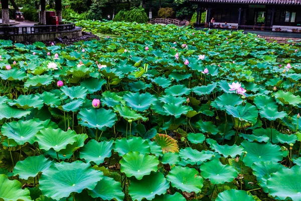 Fleur Nénuphar Plante Lotus — Photo