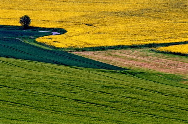 Landbouwmaïsveld Landbouwgrond — Stockfoto