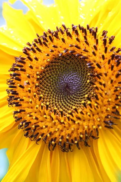 Sonnenblume Nahaufnahme — Stockfoto