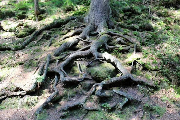 木の根 ドイツの森 サクソンスイス — ストック写真