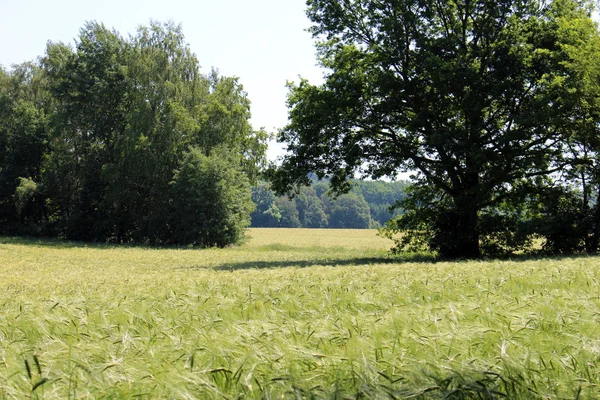 Άποψη Του Cornfield Έννοια Της Γεωργίας — Φωτογραφία Αρχείου