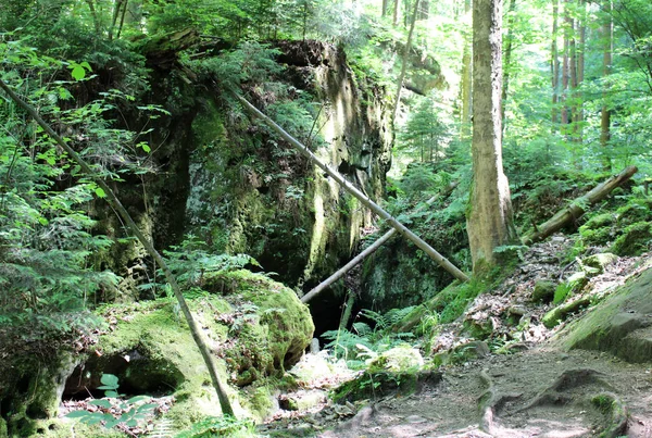 野生のドイツの森サクソン スイス Elbsandsteingebirge — ストック写真