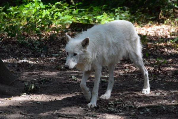 Vue Panoramique Loup Sauvage Nature — Photo