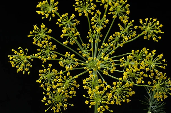 Mimoza Kwiaty Czarnym Tle — Zdjęcie stockowe