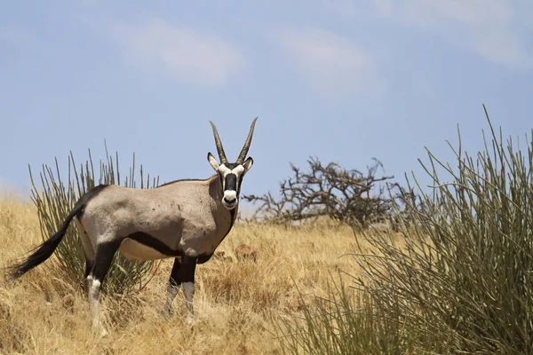 Oryx Antelope Animales Salvajes Fauna Naturaleza —  Fotos de Stock