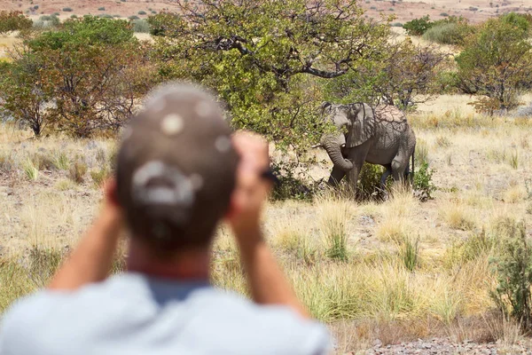 Animal Elefante Africano Mamífero Grande — Fotografia de Stock