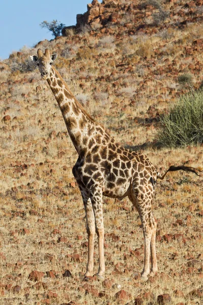 Yüksek Zürafa Hayvanı Afrika Otçul Memelisi — Stok fotoğraf