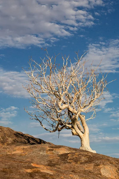 Árvore Branca Frente Céu Azul — Fotografia de Stock