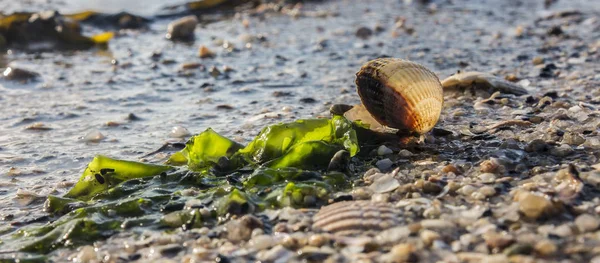 Mussels Beach Schillig — Stock Photo, Image