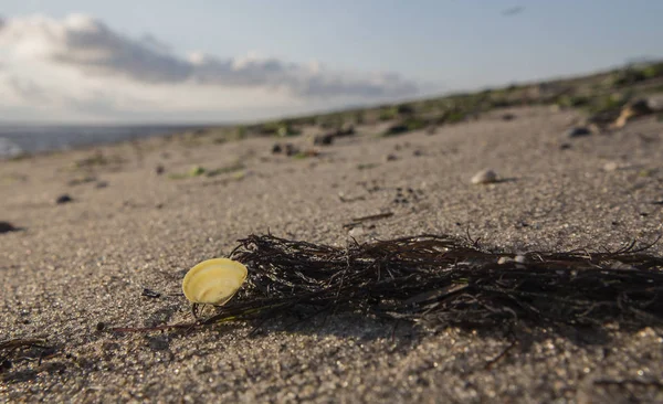 Mejillones Playa Schillig — Foto de Stock