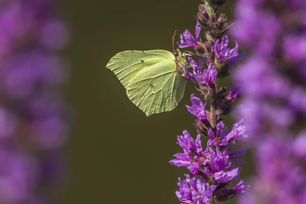 自然和昆虫中的柠檬蝴蝶 — 图库照片