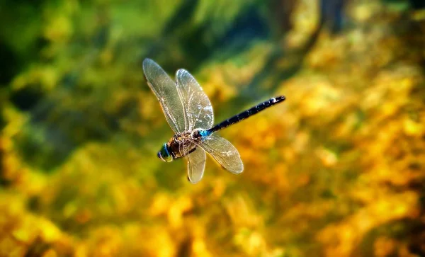 Böcekbilim Odonata Yusufçuk Böceği — Stok fotoğraf