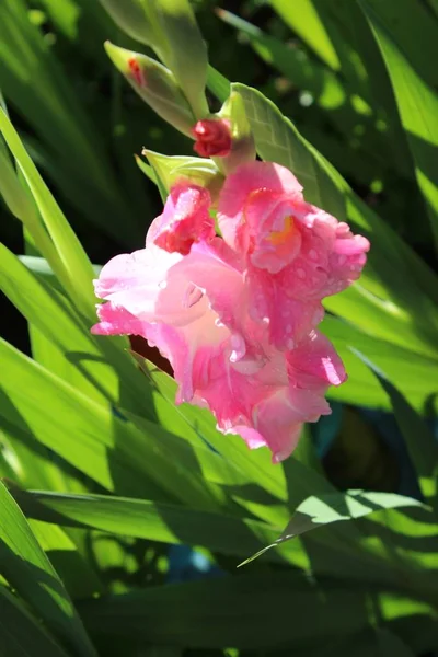 Квіти Гладіолуса Флора Листя — стокове фото
