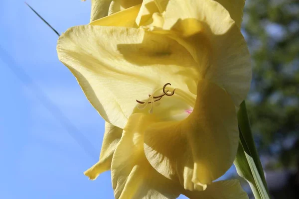 Gladiolus Flower Petals Blossom — Stock Photo, Image