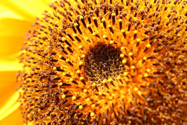 Sunflower Close View — Stock Photo, Image