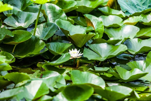 ユリ蓮の花 池の植物 — ストック写真