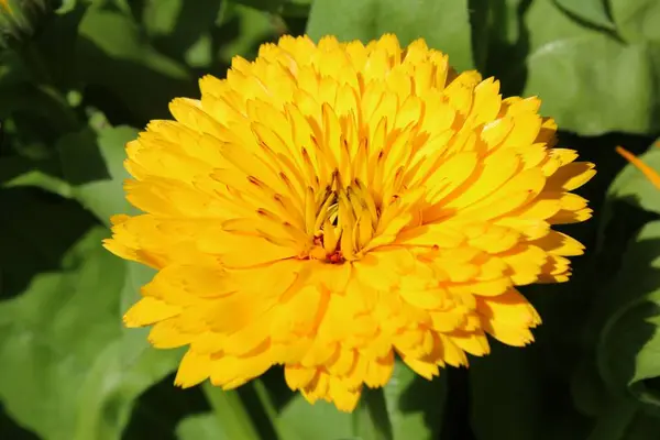 Pomerančové Okvětní Lístky Květinový Květ — Stock fotografie