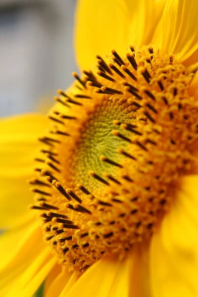 Sonnenblume Nahaufnahme — Stockfoto