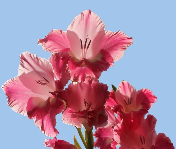 Gladiolo Fiori Flora Fogliame — Foto Stock